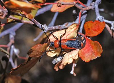 Longhorn Beetle 13.jpg