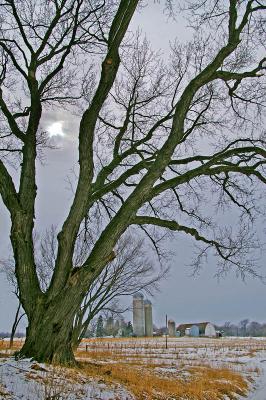 Gilbertson Silver Maple 3562.jpg