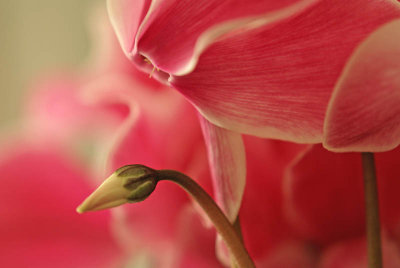 Cyclamen 07570a.jpg