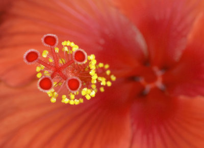 Hibiscus CL49.jpg