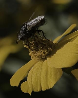 2005 Macro Photography