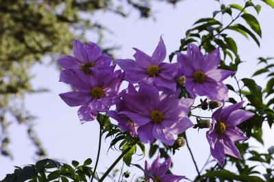 _MG_0042.jpg