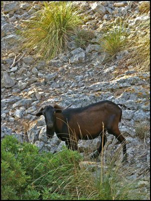 Cap Formentor At Sunrise