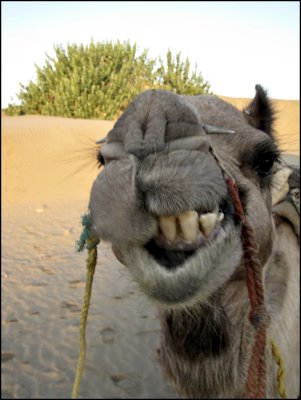 Camels