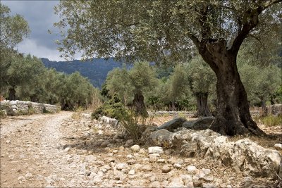 Massanella - Mallorca