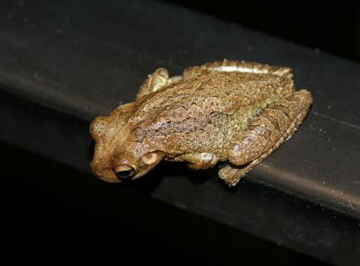 stair frog