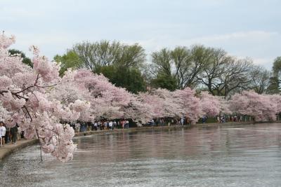 Washington DC 2006 Cherry Blossoms