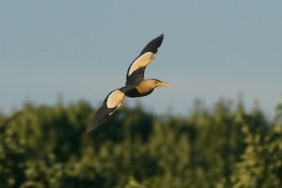 Little Bittern - Ixobrychus minutus - Wouwaapje, male