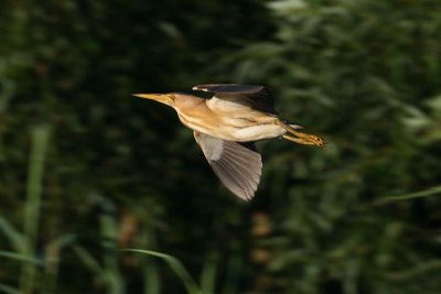 Little Bittern - Ixobrychus minutus - Wouwaapje, female
