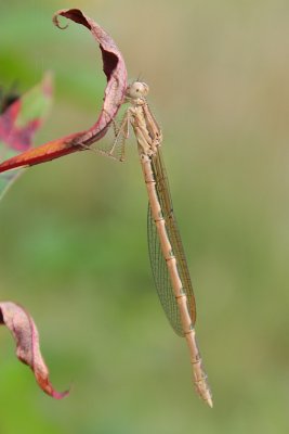 Common Winter Damsel - Sympecma fusca - Bruine Winterjuffer