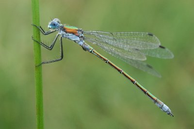 Common Spreadwing - Lestes sponsa - Gewone Pantserjuffer