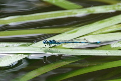 Blue-eye - Erythromma lindenii - Kanaaljuffer