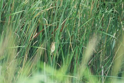 Little Bittern - Ixobrychus minutus - Wouwaapje, juvenile