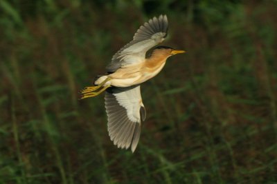 Little Bittern - Ixobrychus minutus - Wouwaapje, male