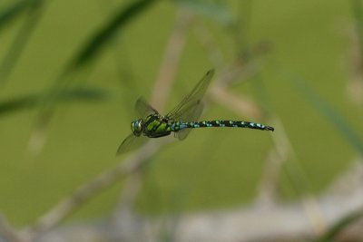 Blue Hawker - Aeshna cyanea - Blauwe Glazenmaker