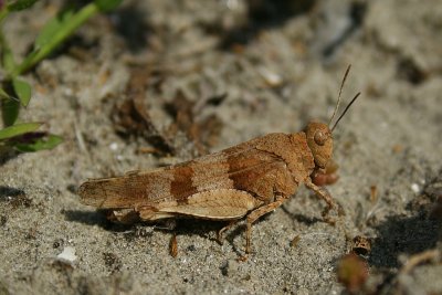 Blue-winged Grasshopper - Oedipoda caerulescens - Blauwvleugelsprinkhaan