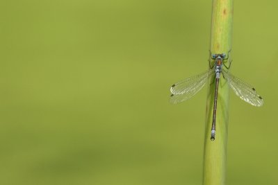 Robust Spreadwing - Lestes Dryas - Tangpantserjuffer