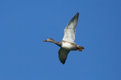 Gadwall - Anas strepera - Krakeend