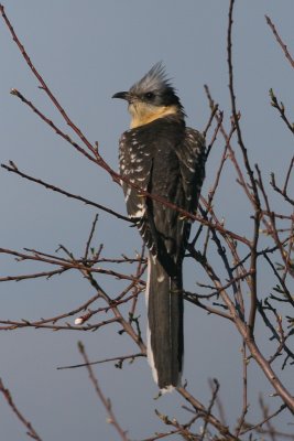 Great Spotted Cuckoo - Clamator glandarius