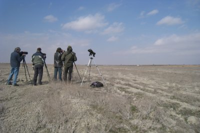 Watching Lesser Short-toed Larks