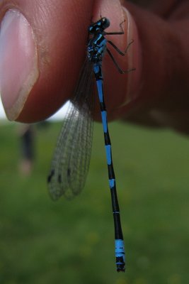 Coenagrion pulchellum