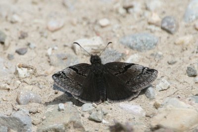 Erynnis marloyi