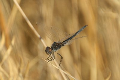 Selysiothemis nigra