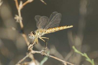 Selysiothemis nigra