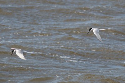 Dougalls Tern - Sterna dougallii