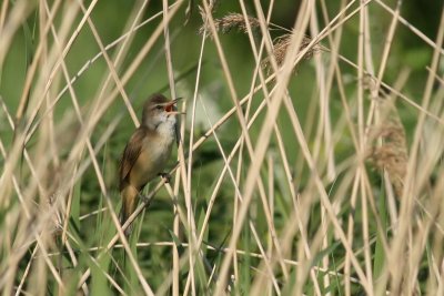 Great Reed Warbler - Acrocephalus arundinaceus