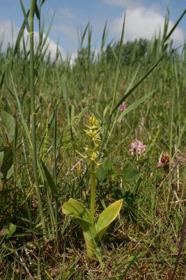 Liparis loeselii - Fen Orchid