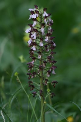 Orchis purpurea - Lady Orchid