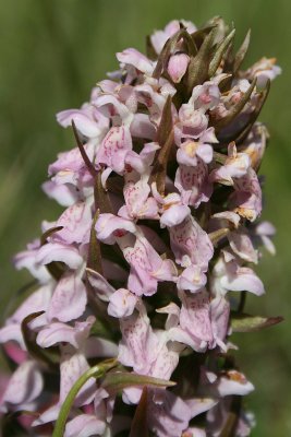 Dactylorhiza incarnata  - Early Marsh-orchid