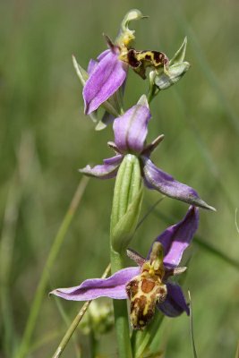 Ophrys apifera var. trollii  - Bee-orchid