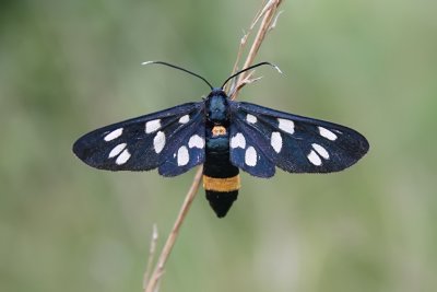 Phegeavlinder - Amata phegea