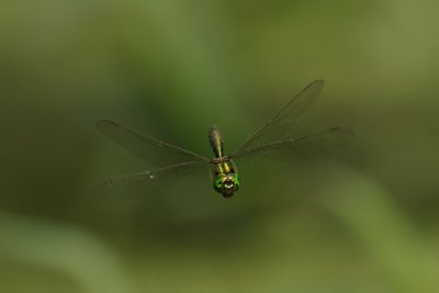 g3/94/622494/3/114630729.w4CPEzHr.jpg