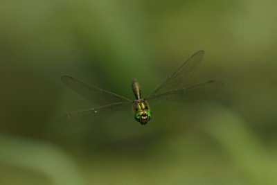 Brilliant Emerald - Somatochlora metallica