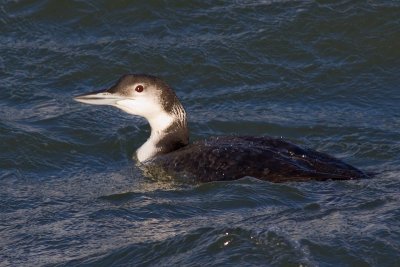 Common Loon - Gavia immer