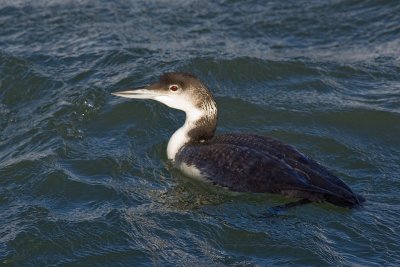 Common Loon - Gavia immer