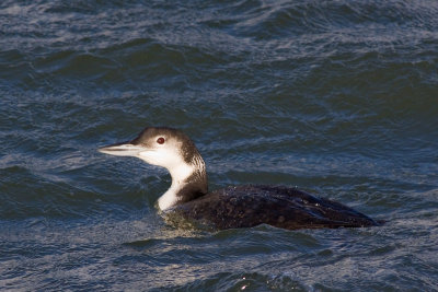 Common Loon - Gavia immer