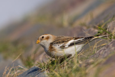 Snow Bunting - Plectrophenax nivalis