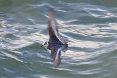 Grey Phalarope - Phalaropus fulicarius