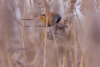 Bearded Reedling - Panurus biarmicus