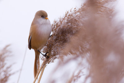 Bearded Reedling - Panurus biarmicus