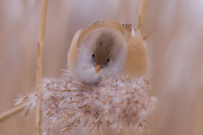 Bearded Reedling - Panurus biarmicus