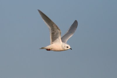 Ross's Gull - Rhodosthetia rosea