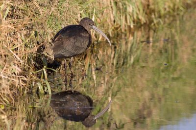 Glossy Ibis - Plegadis falcinellus