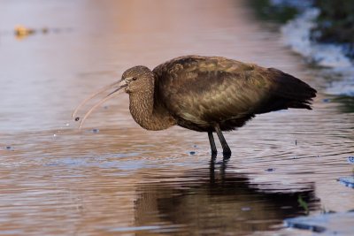 Glossy Ibis - Plegadis falcinellus