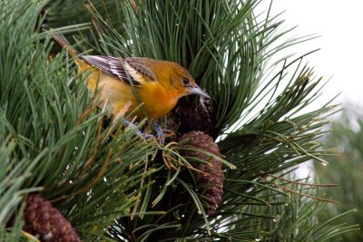 Baltimore Oriole - Icterus galbula