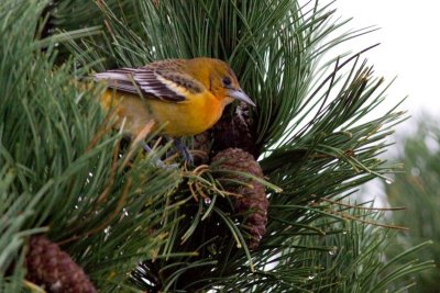 Baltimore Oriole - Icterus galbula